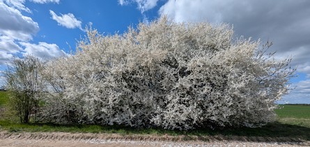 öffnet diesen prachtvollen Anblick in groß in einem neuen Fenster